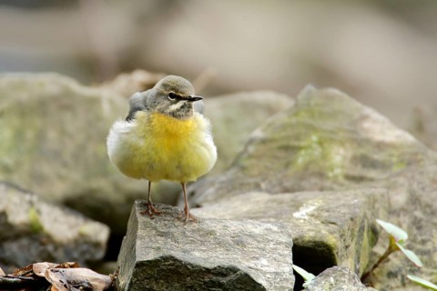 Grey wagtail on a stone. Grey Wagtail on a stone