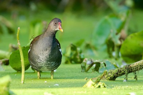 Common Moorhen in a pond full with duckweed. Common Moorhen in a pond full with Duckweed