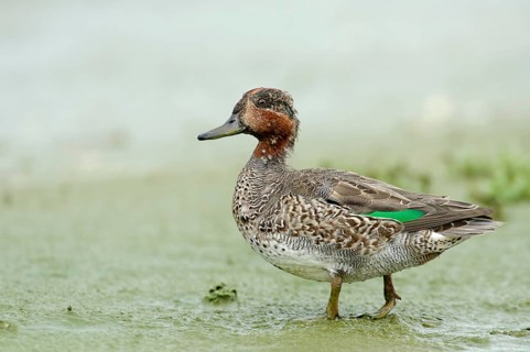 Teal (Anas crecca)