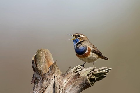 Singing Bluethroat