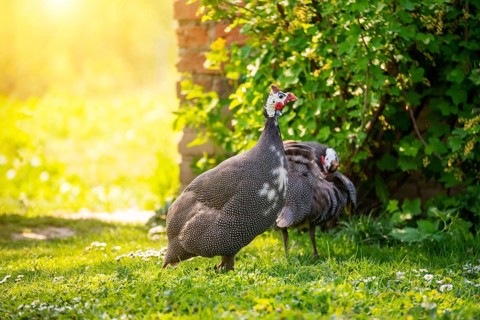 Guinea fowl grazing on green backyard grass