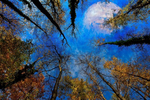 View from the forest upwards into the blue sky, colourful autumn leaves and the planet Mercury,
