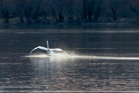 Swan landing on water