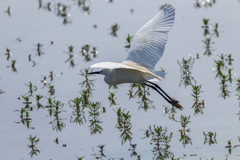 Little Egret in Flight (Egretta garzetta) Small White Heron