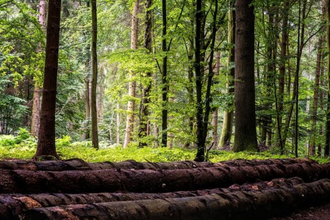 Woodland area of Granitz with European beech, Fagus sylvatica, and sessile oak, Quercus petraea, in