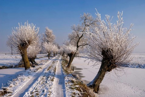 Riped willows along the Tiendweg road near Hardinxveld-Giessendam