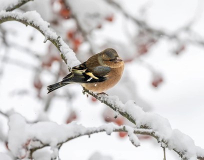 Closeup of a male chaffinch sitting on a snow covered tree