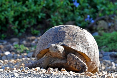 A Leopard Tortoise, in the Addo Elephant National Park, South Africa, Africa