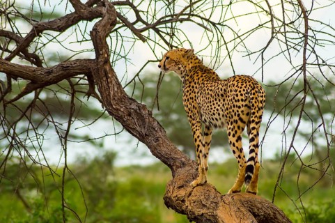 Cheetah perched on a dead tree in Samburu Park in central Kenya
