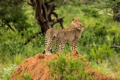 Two cheetahs perched on a termite mound in the savannah of Samburu Park in central Kenya in East