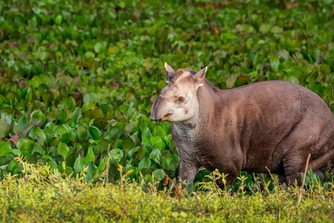 Close-up of a Tapir walking along a lagoon with water plants at dusk light, Pantanal Wetlands, Mato
