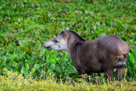Close-up of a Tapir walking along a lagoon with water plants at dusk light, Pantanal Wetlands, Mato