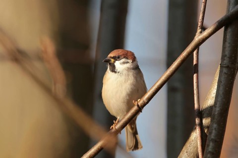 Eurasian Tree Sparrow (Passer montanus) on a twig
