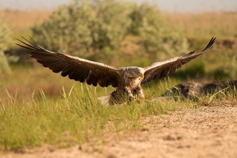 Landing white-tailed eagle in frontal view