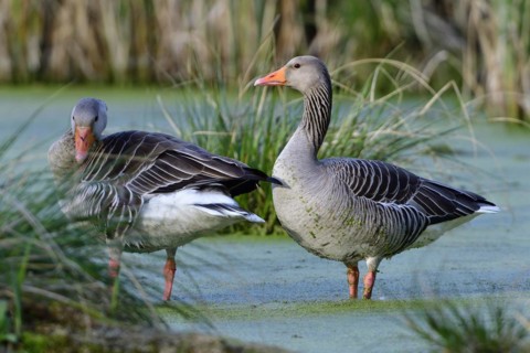 Greylag goose in spring during courtship and territory defence, Greylag goose in the morning sun in