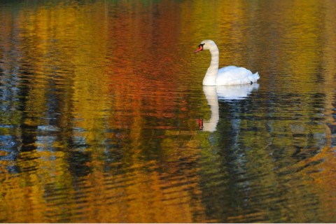 Mute swan in autumn