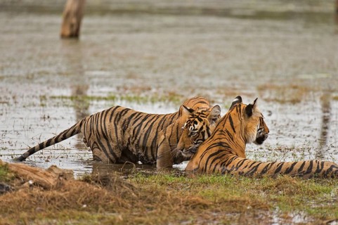 Bengal Tiger in Ranthambhore national park, rajasthan, India, Asia