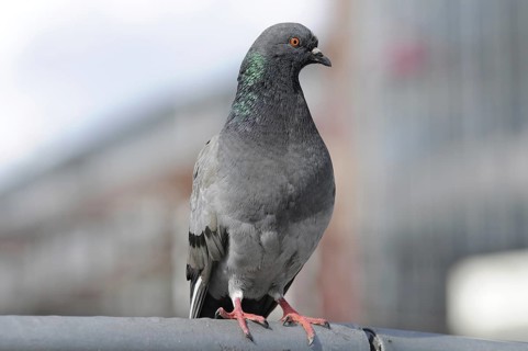 Pigeon closeup on blurred background, Hamburg, Germany, Europe