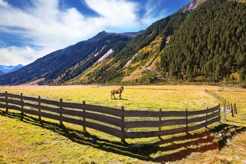 Thq beautiful autumn day in Austrian Alps. Beautiful farm horse grazing in fenced green meadow