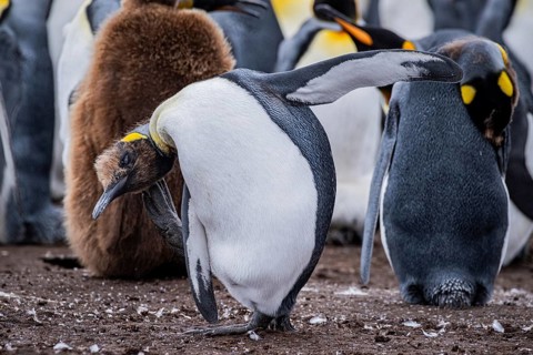 King penguin (Aptenodytes patagonicus), young animal scratching itself, Volunteer Point, Falkland