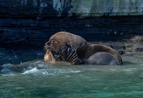 Male maned seal (Otaria flavescens) mating with a female, Bleaker Island, Falkland Islands, Great