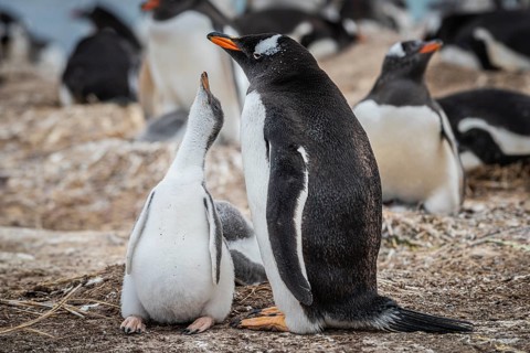 Gentoo penguin (Pygoscelis papua) with chicks in a nest, Pebble Island, Falkland Islands, Great