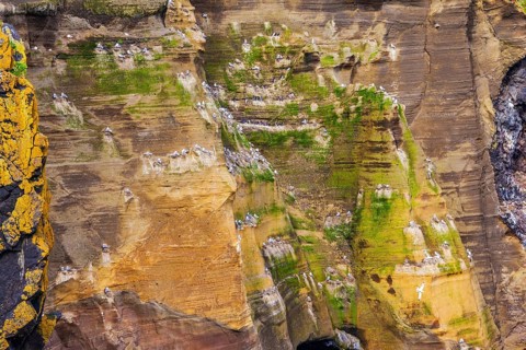 Wall northern fjord in Iceland covered with moss colored