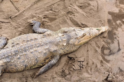 Crocodile