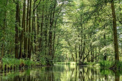 Landscape with watercourses and forest in the Spreewald in Brandenburg in Germany