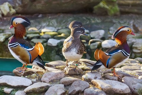 Mandarin Ducks On A Stone Varna, Bulgaria, Europe