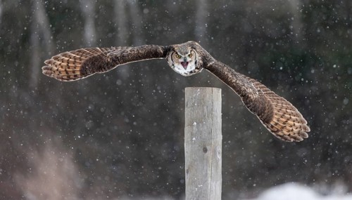 A captive great horned owl (Bubo virginianus) also known as a tiger owl at a bird of prey sanctuary