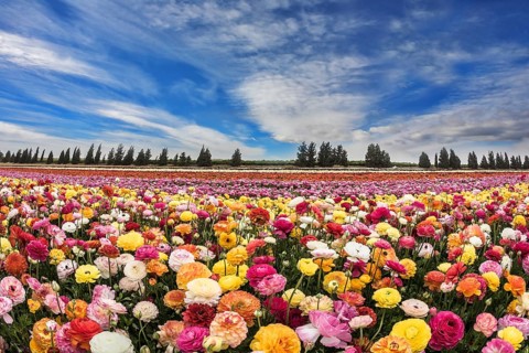 Huge field of blossoming buttercups. Spring carpet flowers. Israeli kibbutz
