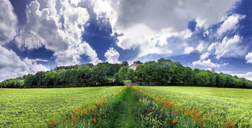 Way between barley fields, Eichstaett, Bavaria, Germany, Europe