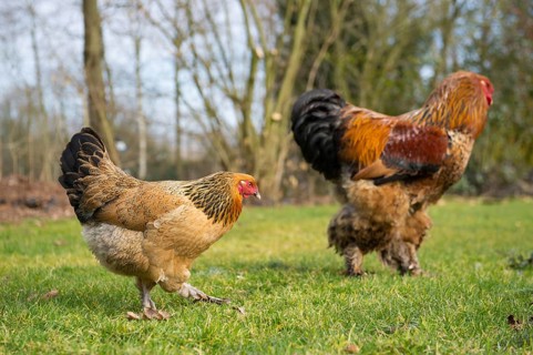 Brahma chickens outdoor in the grass pastures