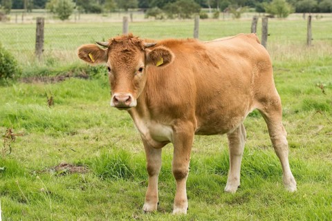 Glanvieh cattle on the pasture