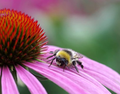 Bumblebee on a flower petal