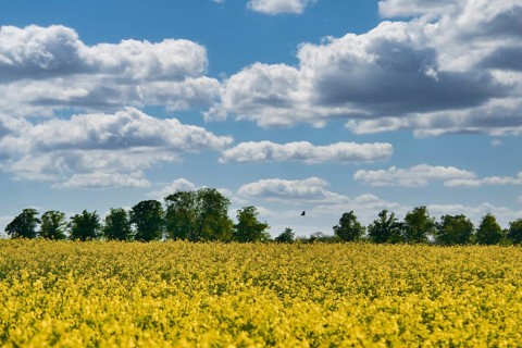 Rape with yellow flowers on the canola field. Cloudy sky. Product for edible oil and bio fuel.