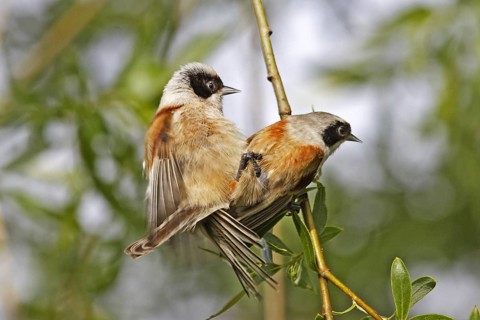 Eurasian Penduline Tit, Remiz pendulinus, Eurasian penduline tit