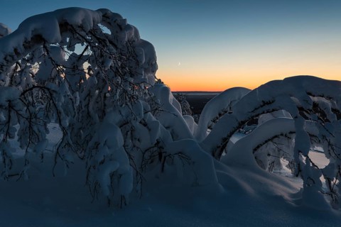 Snow-covered birch trees at dusk, Norrbotten, Lapland, Sweden, December 2016, Europe
