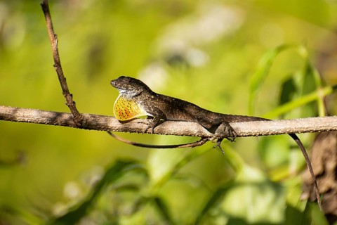 Brown anolis (Anolis petersii)