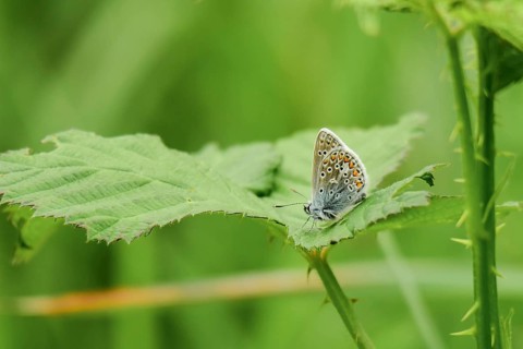Blue-winged Blue (Polyommatus icarus)