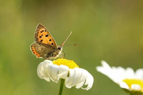 Small copper (Lycaena phlaeas) on a flower