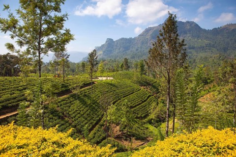Glenloch tea plantation, Nuwara Eliya, Sri Lanka. Nuwara Eliya is the most important place for tea