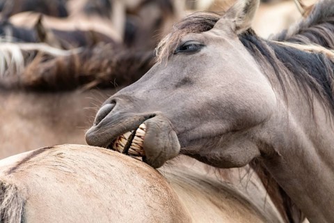 The Dülmen horses live wild near Dülmen, in the Merfelder Bruch nature reserve in North