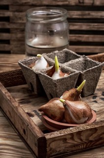 Shoots of tulips germinated in the spring tulips with agricultural accessories