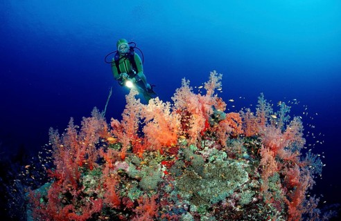 Diver and red soft corals, Acropora divaricata, Sudan, Africa, Red Sea, Africa