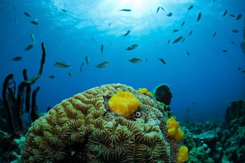 Caribbean coral reef, Caribbean, Dominica, Central America