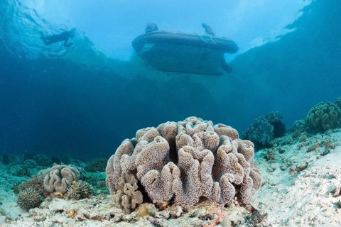 Shallow coral reef, Raja Ampat, West Papua, Indonesia, Asia