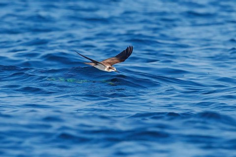 Animals, Birds, Tern, Bridled Tern, (Onychoprion anaethetus Syn: Sterna anaethetus), family of