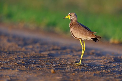 Senegal Lapwing, (Vanellus senegallus), Africa, South Africa, KwaZulu-Natal, Triele family,